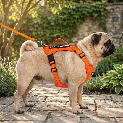Comfortable harness and leash for small dogs worn by a Pug, featuring a customizable Velcro patch that proudly says BEST FRIEND.
