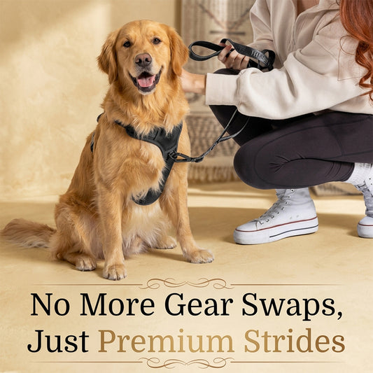 Comfortable tactical dog harness worn by a Golden Retriever indoors, ensuring no more gear swaps with its versatile premium design.