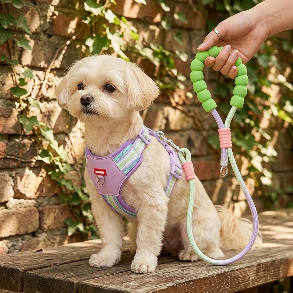 Comfortable walking harness for small dogs worn by a cute Maltipoo, featuring an integrated surround design that is safe and comfortable.