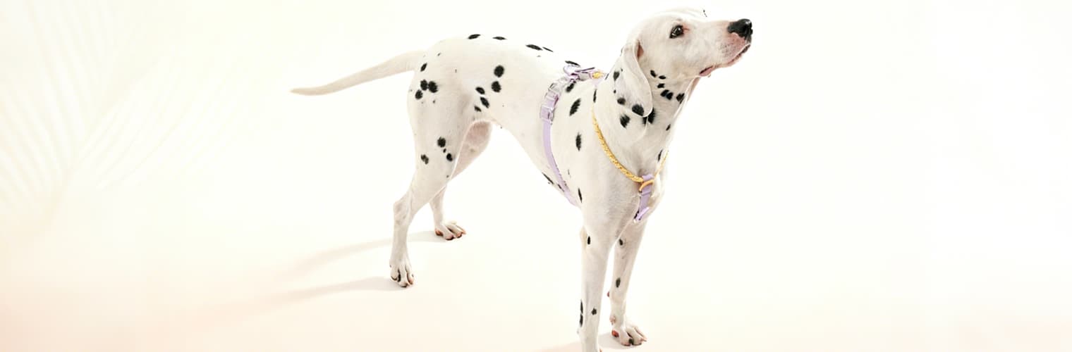 Dalmatian dog wearing reflective purple yellow harness for safe walking