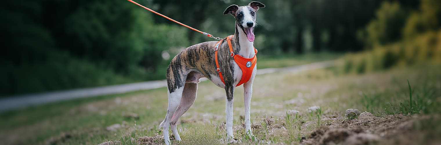 Dog outdoors wearing the dog harness and leash set in orange with leash attached