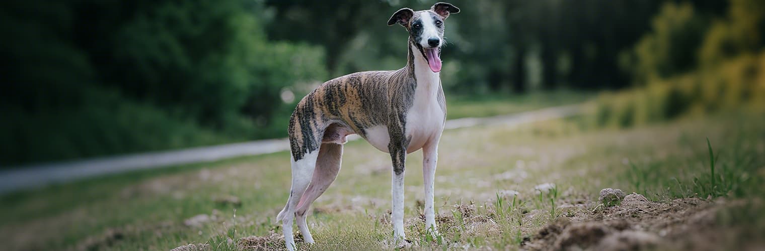 Dog standing outdoors before wearing the dog harness and leash set