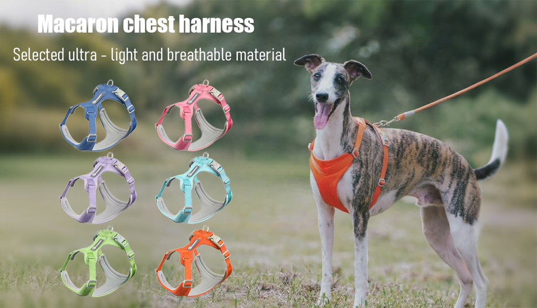 Dog harness and leash set shown in multiple colors with lightweight breathable chest harness worn by a dog outdoors