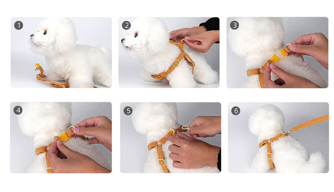 Dog harness collar leash set showcasing features with close up details