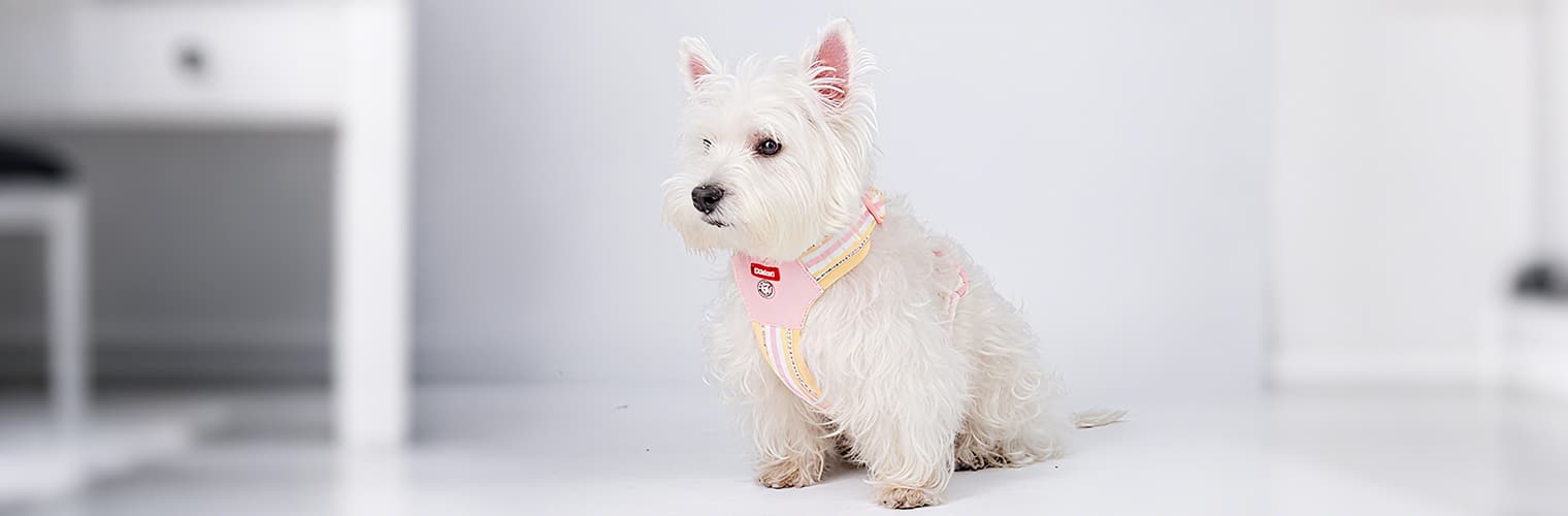 Small white dog wearing pink color breathable chest harness for outdoor walks