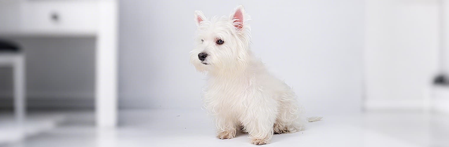 Small white dog before wearing the colorful breathable chest harness