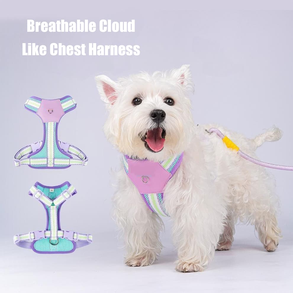 Small white dog wearing purple breathable dog harness with matching leash