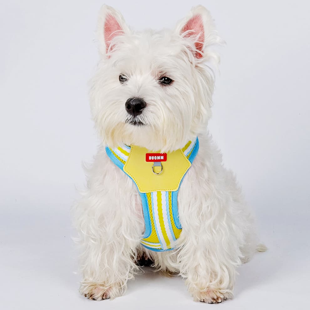 Small white dog in yellow mesh dog harness with sturdy D-ring for leash control