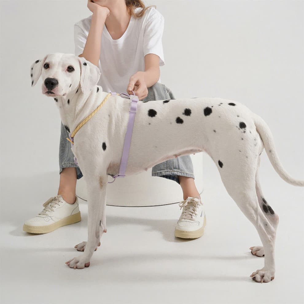 Dog wearing reflective harness from dog harness collar and leash set