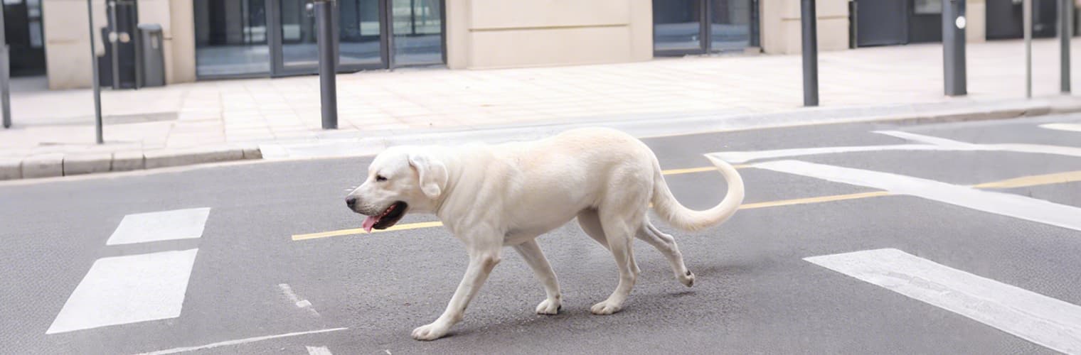 Dog walking freely without leash before using Heavy Duty Dog Leash for safety