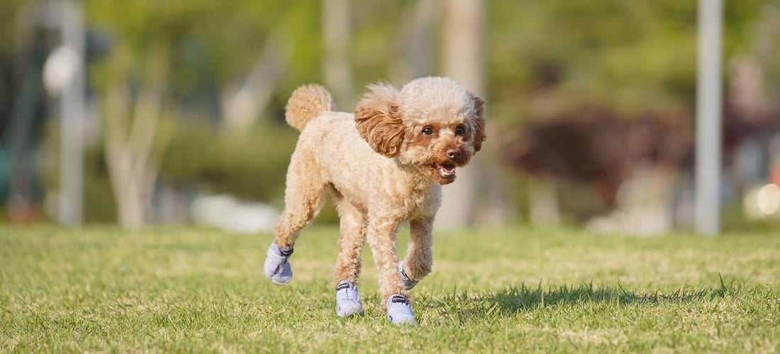 Happy brown Poodle running on grass in purple Dog Running Shoes demonstrating the secure fit that stays on during active outdoor play.