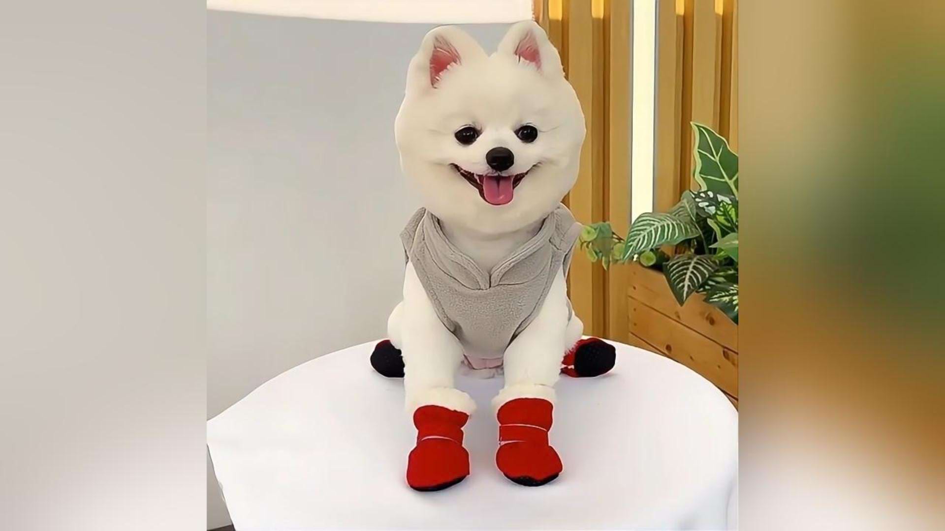 Load video: Dog Shoes in action: White Pomeranian walking comfortably in anti-slip red boots, demonstrating secure fit and ease of movement.
