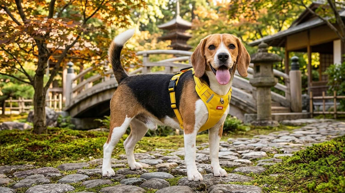 Escape-proof dog harness worn by a Beagle exploring a beautiful outdoor garden, highlighting its secure fit and stylish yellow design.