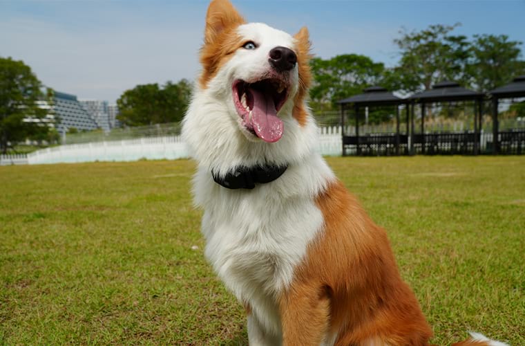 Close up of a smiling dog sitting in a park, equipped with a Sovelivee smart collar.