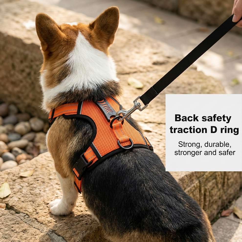Heavy-duty dog harness with a strong and durable back safety traction D-ring, providing stronger and safer control for your Corgi.