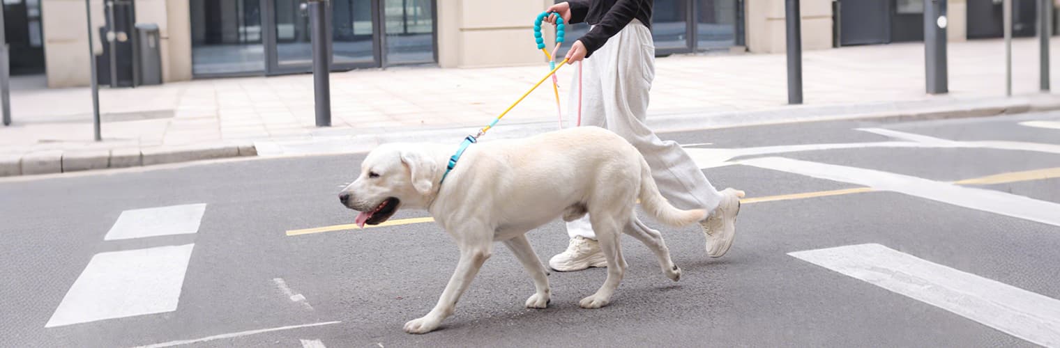 Heavy duty dog leash provides safe road walking control for large dog
