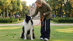 Heavy-duty rope leash in bright orange, perfect for outdoor walks and training sessions with active and energetic dogs like Border Collies.