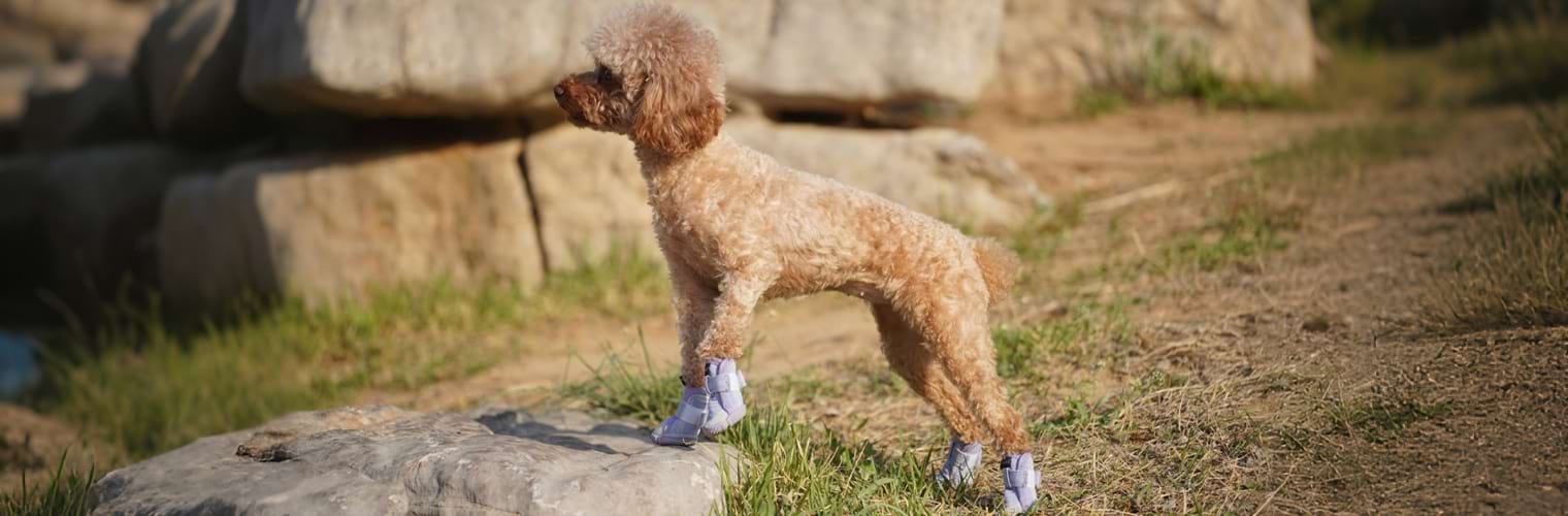 Brown Poodle standing on a rock wearing purple Hiking Dog Boots designed for outdoor protection on rough and rocky terrain.
