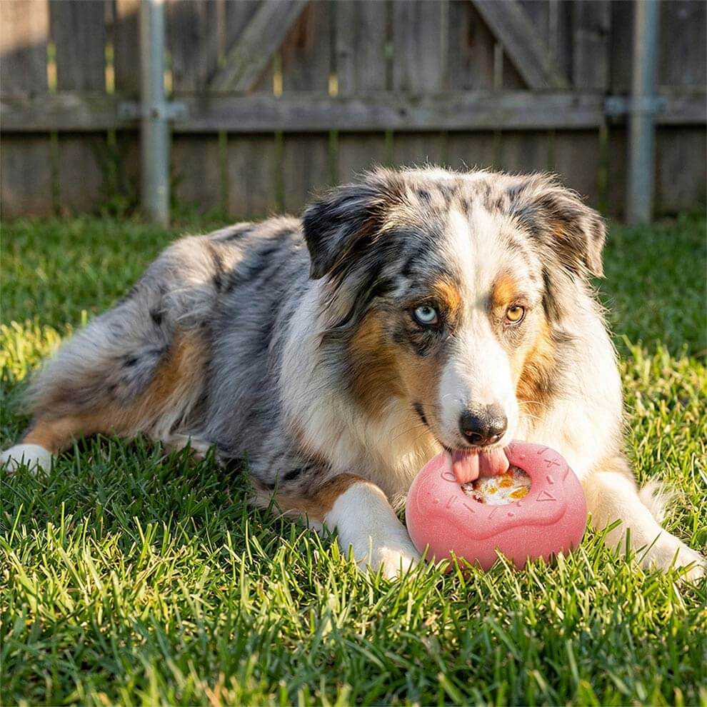 Australian Shepherd enjoying an interactive dog treat dispenser on the grass.