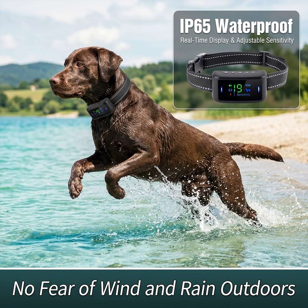 IP65 waterproof dog bark collar worn by a Chocolate Labrador jumping in a lake, providing real-time display and no fear of wind and rain outdoors.