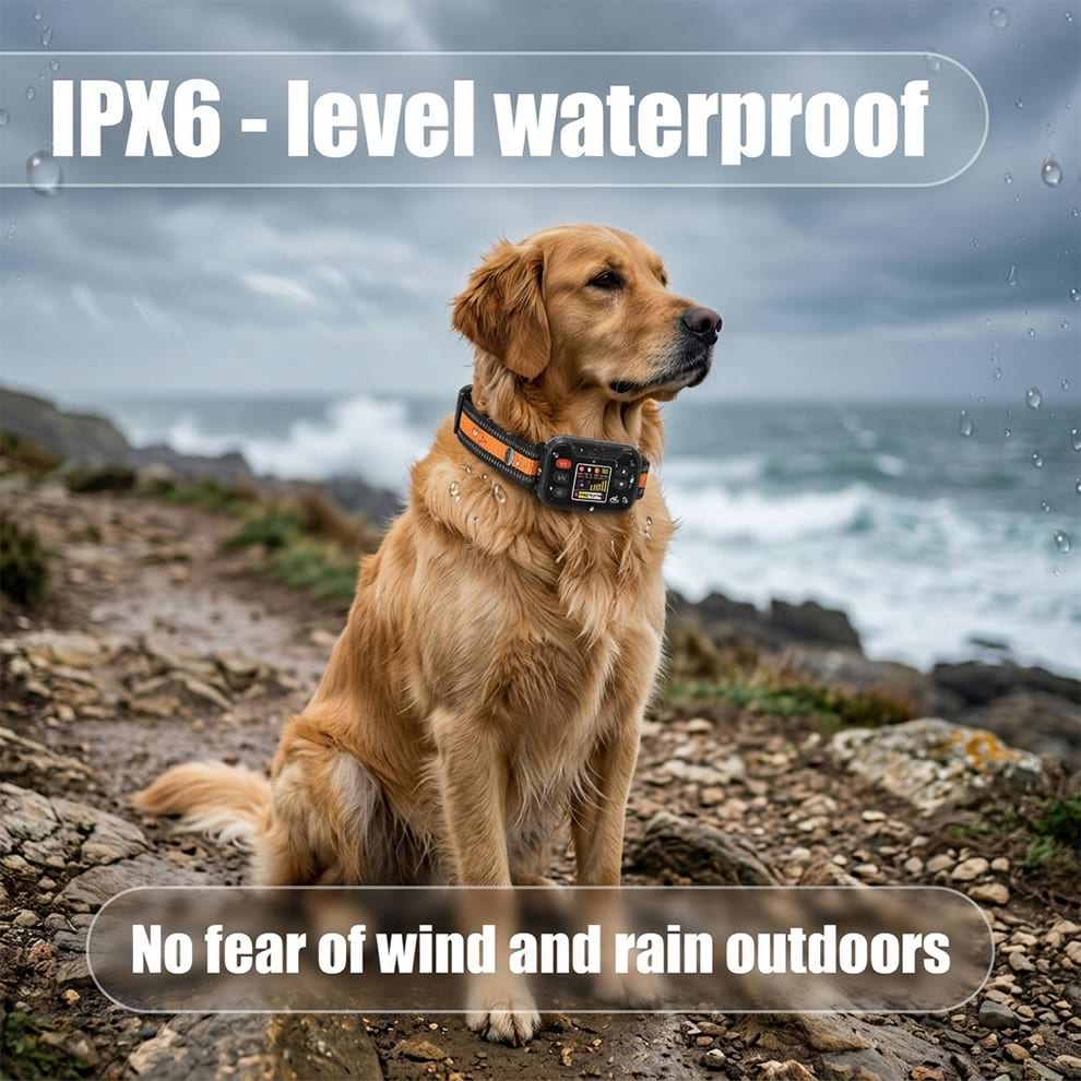 IPX6 level waterproof GPS wireless dog fence worn by a Golden Retriever at the beach, ensuring no fear of wind and rain outdoors.