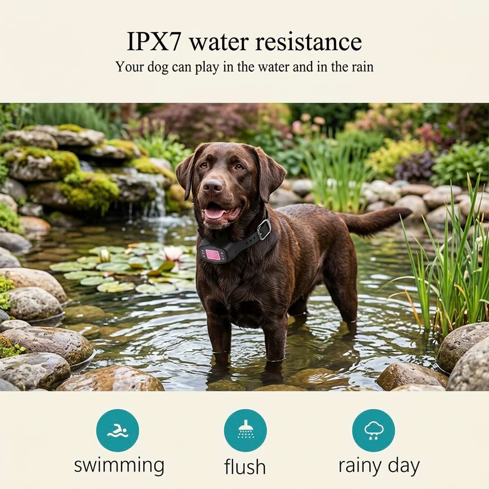 IPX7 waterproof GPS dog fence collar worn by a Chocolate Labrador playing in water, ensuring safe swimming and rainy day outdoor use.