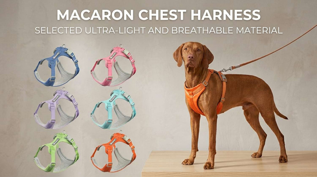 Complete collection of the macaron dog harness and leash set, made from strictly selected ultra-light and breathable materials.