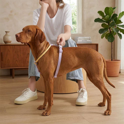 Minimalist dog walking gear worn by a cute dog indoors, showcasing the comfortable fit and stylish look of the purple and yellow harness set.