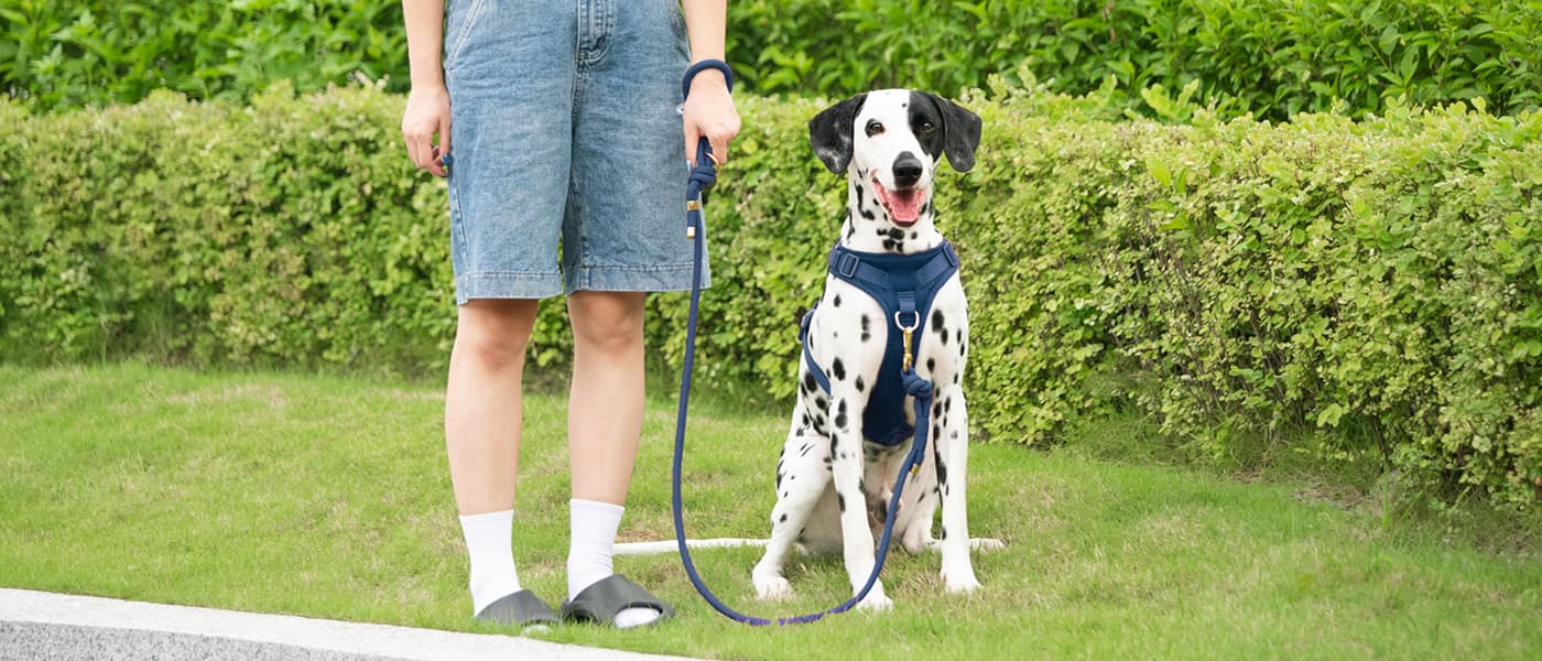 Dog sitting calmly on leash showing balanced control and secure walking connection