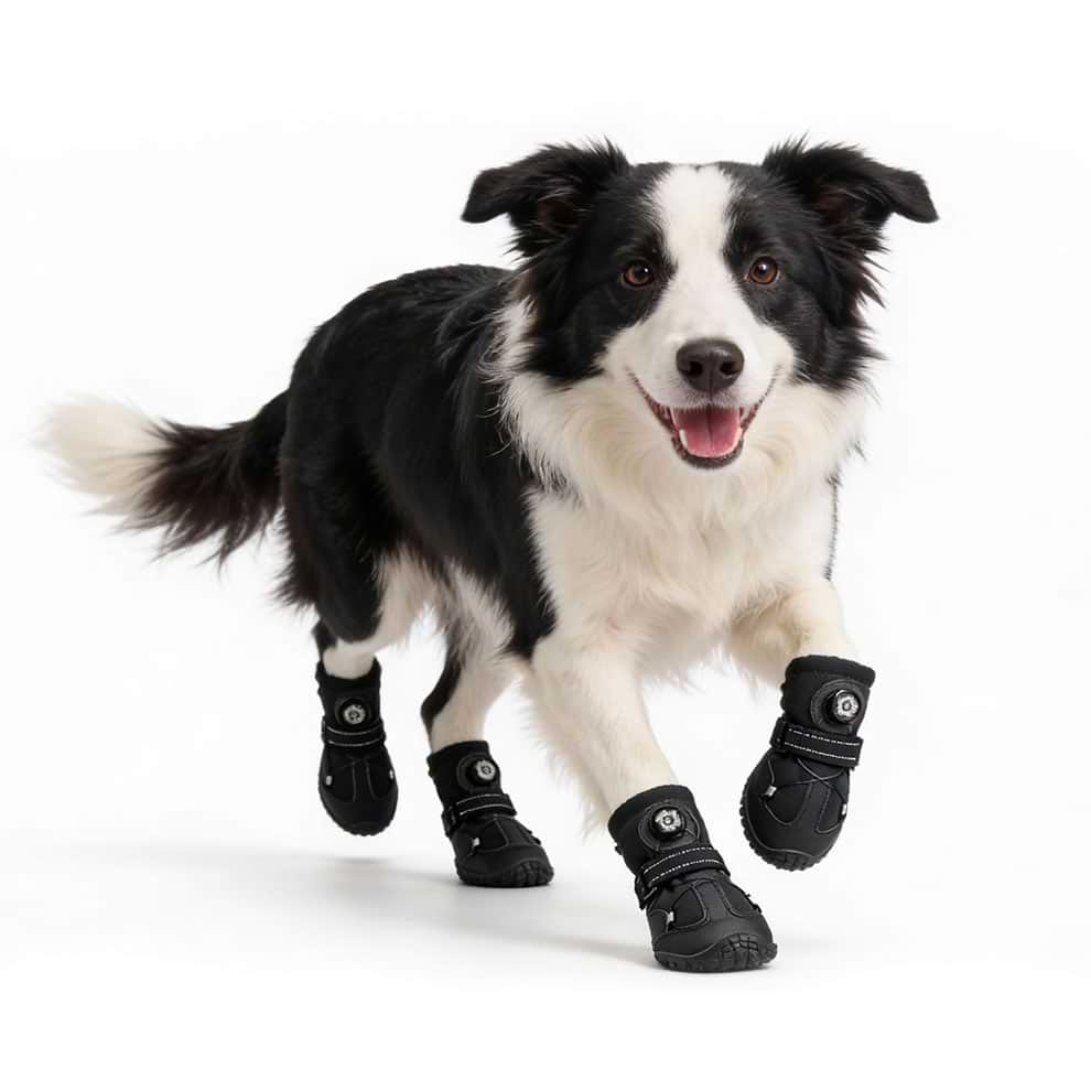 Border Collie running fast wearing secure non-slip dog shoes that stay on without sliding.