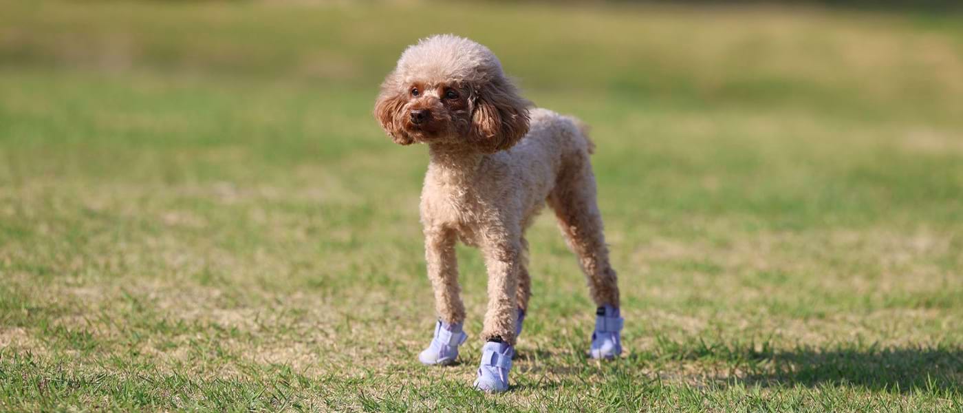 Small brown dog wearing purple Dog Shoes for Small Dogs ready for a walk in the park without burning paws.