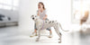Homepage video showing dog supplies collection in desktop view