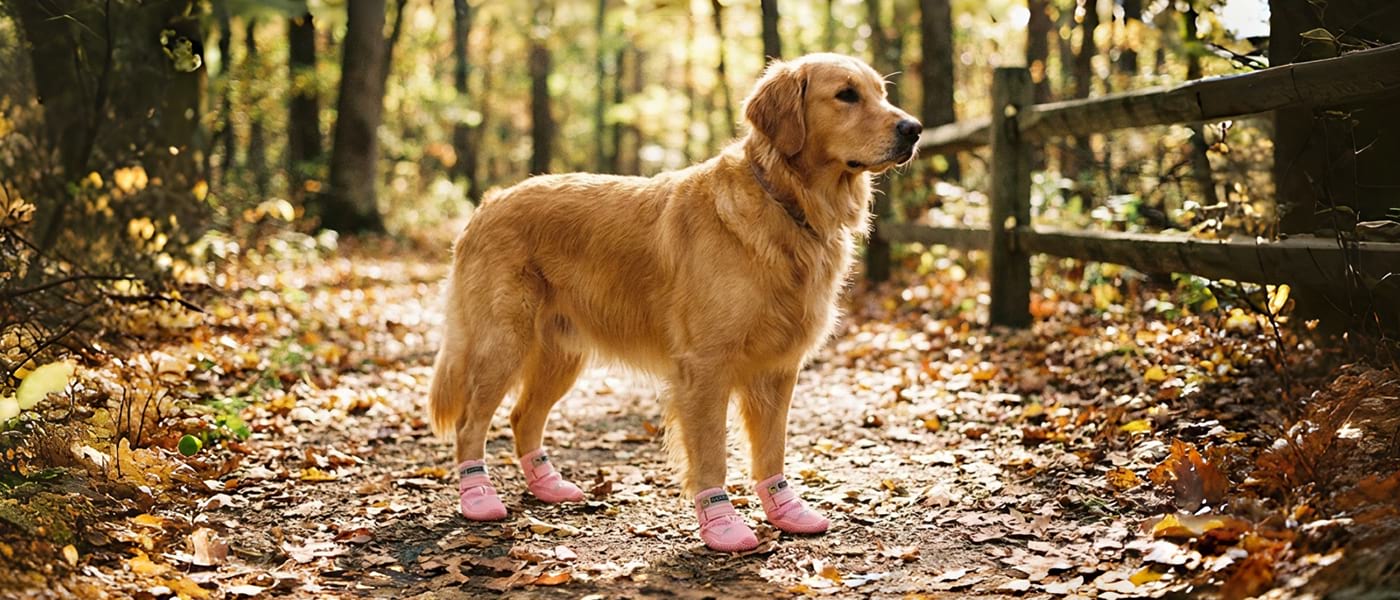 Side view of protective dog booties in pink, showing a secure and comfortable fit on large paws during a woodland walk.