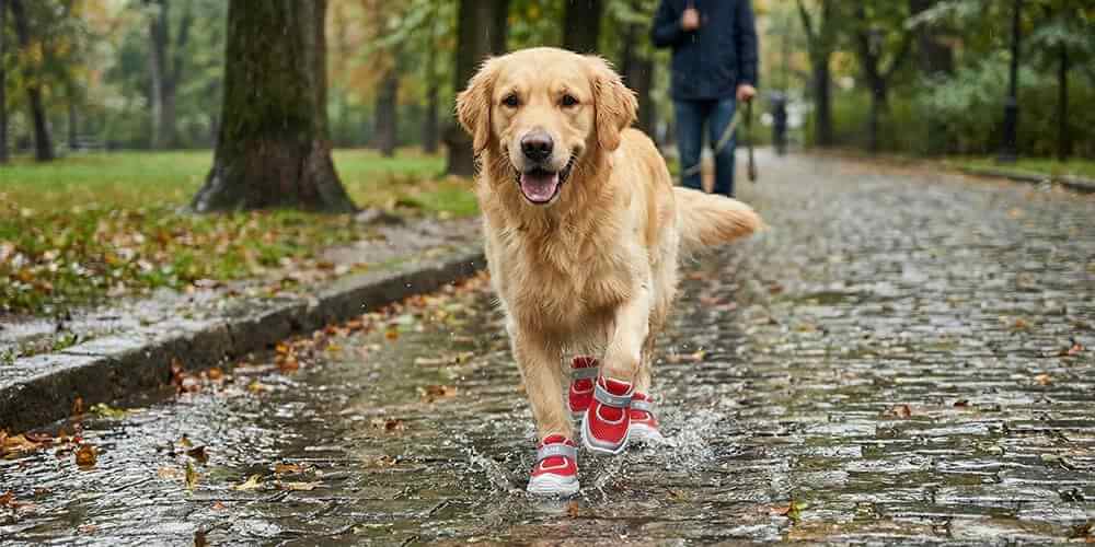 Golden Retriever running in the city wearing protective dog shoes for hot pavement and rainy weather.