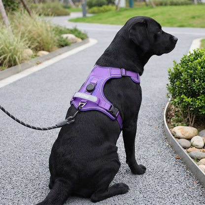 Purple escape-proof dog vest worn by a black Labrador, highlighting the adjustable fit and reflective trim for daily walks.