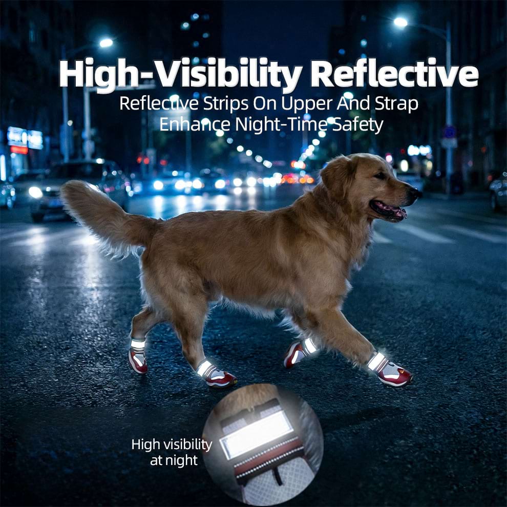 Golden Retriever walking at night wearing high-visibility Outdoor Dog Shoes with bright reflective straps for safety.