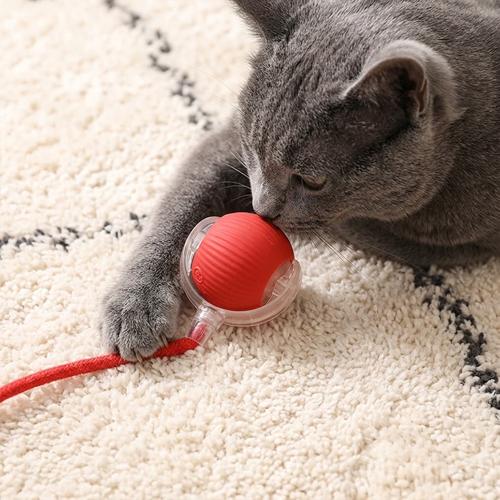 Safe and chewable cat balls toy being playfully bitten by a grey cat, made from pet-friendly materials for your peace of mind.