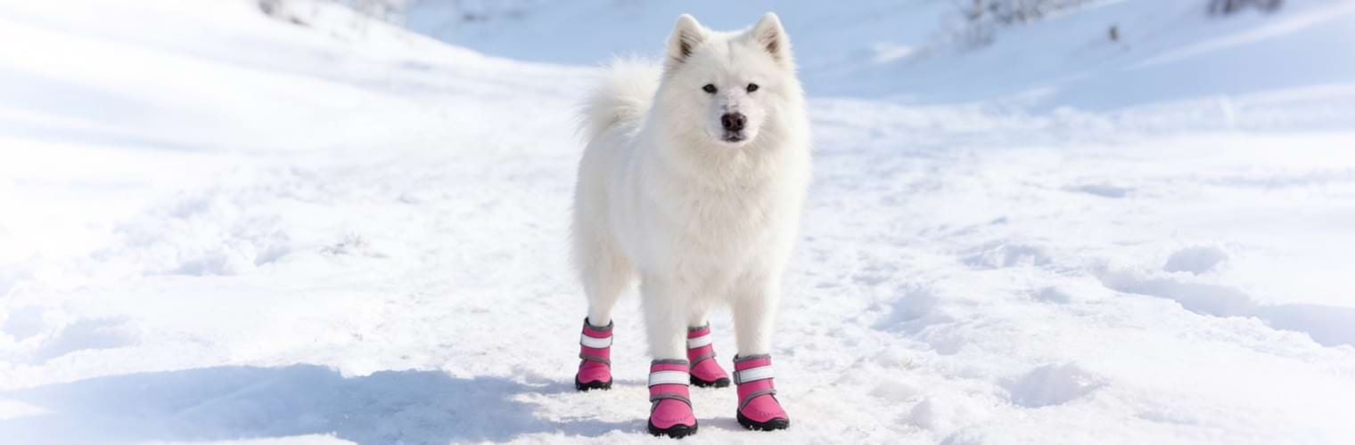 White Samoyed standing in snow wearing Rose Red dog boots, showcasing a stylish color contrast and warm fit for fluffy dogs in cold weather.