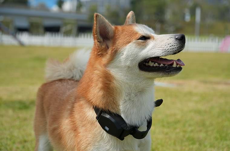 Profile of a Shiba Inu standing on the grass, wearing a Sovelivee dog training collar.