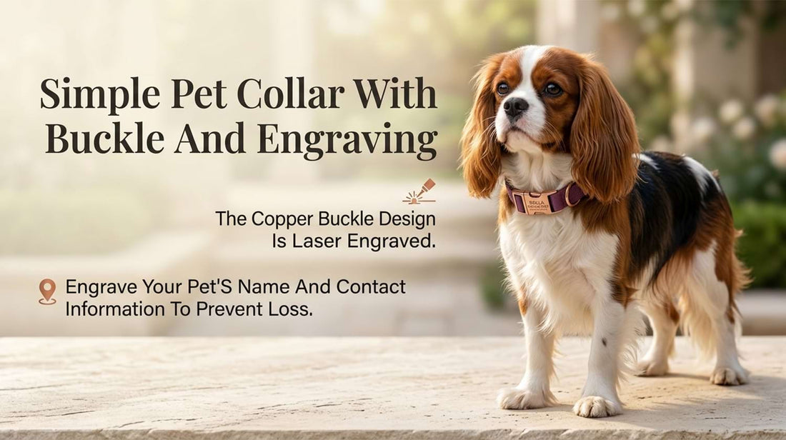 Simple pet collar with engraving worn by a Cavalier King Charles Spaniel, combining classic style with essential anti-loss contact info.