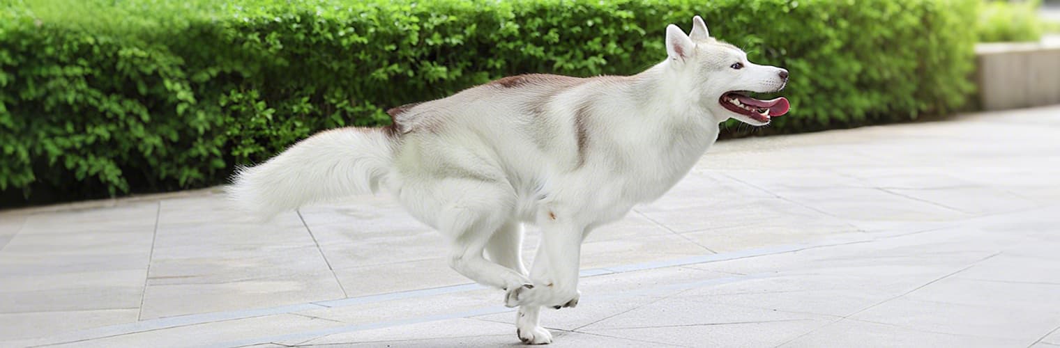 Dog running freely before using sled dog harness
