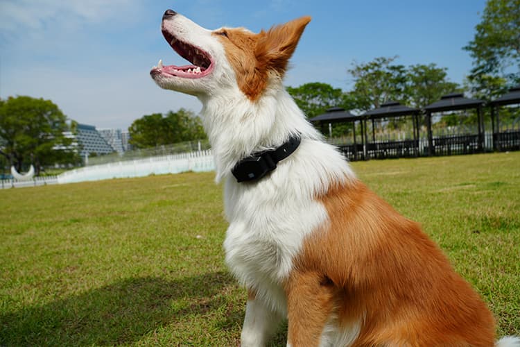 Dog enjoying outdoor time with Sovelivee collar - expressing the love and care behind the brand