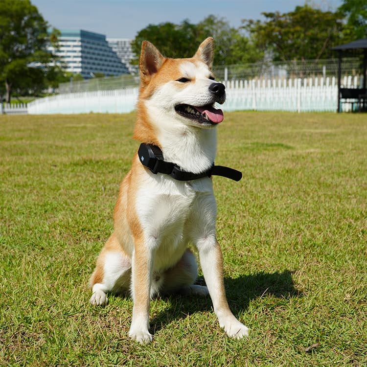 Happy dog wearing Sovelivee collar enjoying sunshine on green grass - part of Sovelivee About Us story