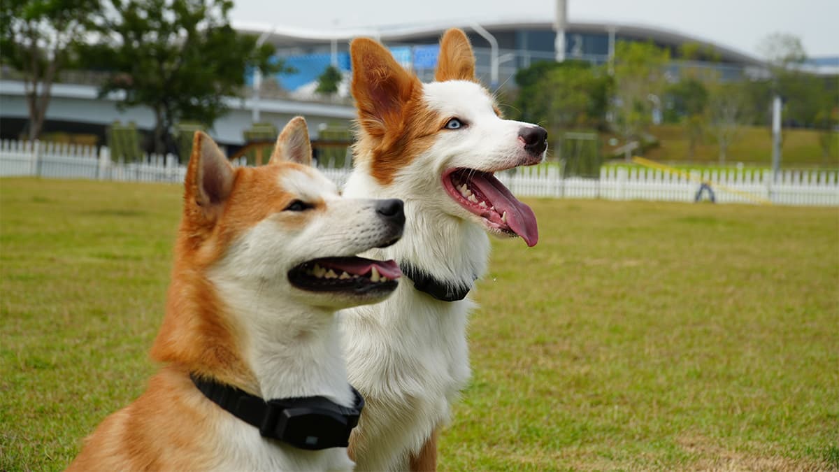 Two happy dogs wearing Sovelivee collars enjoying outdoor sunshine - representing Sovelivee brand promise of love and care