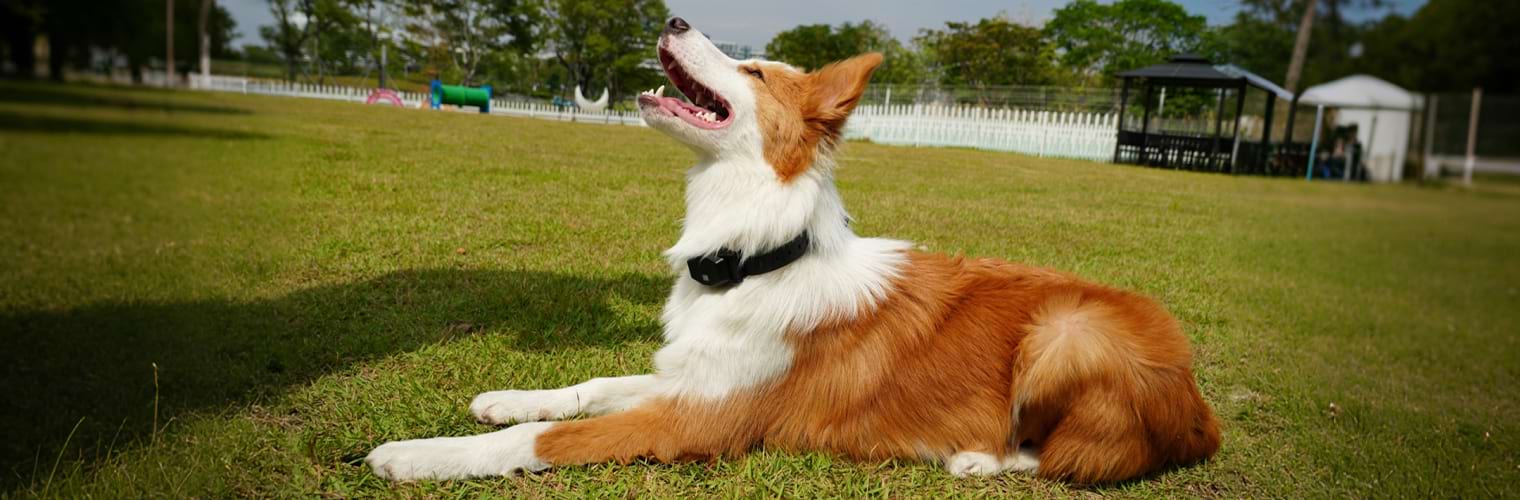 A happy dog resting on the grass, safely wearing a Sovelivee smart dog collar.