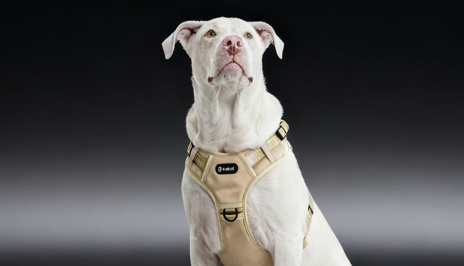 Adjustable tactical dog harness with secure chest fit for daily use