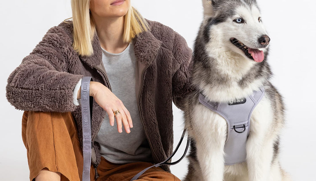 Tactical dog harness used for safe leash training and owner control