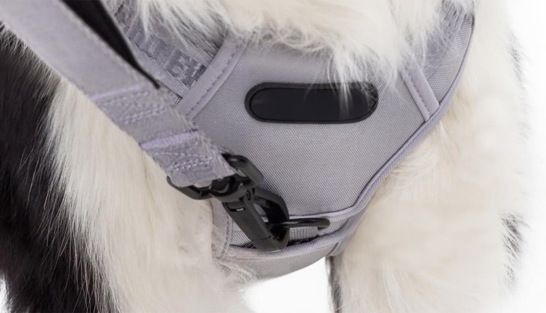 Adjustable dog harness close-up showing quick-release buckle design