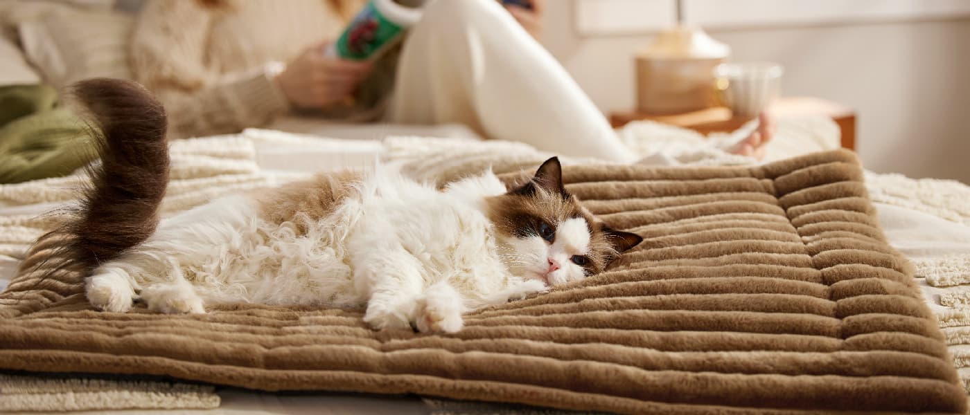 Cat curling up on a brown self heating cat bed, enjoying natural heat reflection without dangerous cords.