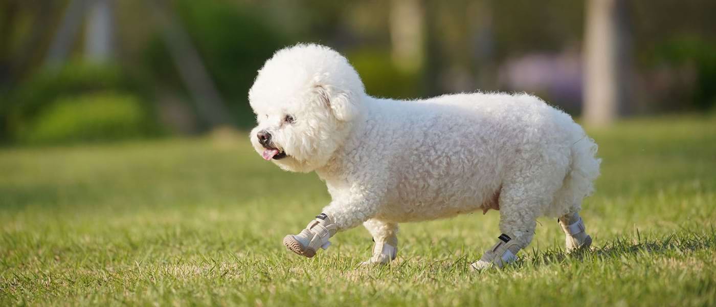 White dog walking actively wearing beige boots that provide essential Dog Paw Protection on hot days and rough terrain.